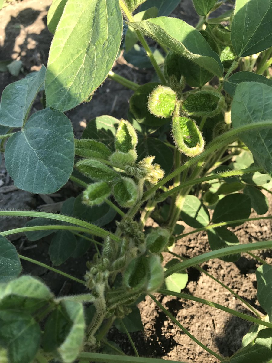 Spray_Guy's tweet photo. All set to talk dicamba clean out at #EOCDD17 w @cowbrough.
By end of day, we will have done this demo >40x since June.
#downpat https://t.co/JQyEV8eAA7
