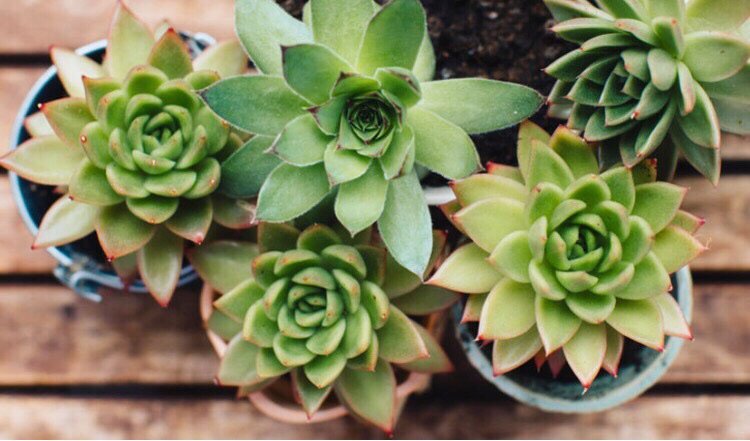 Sophheeee's tweet photo. You'll love this tip: "How To Diagnose &amp; Save Your Sick House Plants"  https://t.co/hxoLrjwqy4 https://t.co/urFBGB1iOG