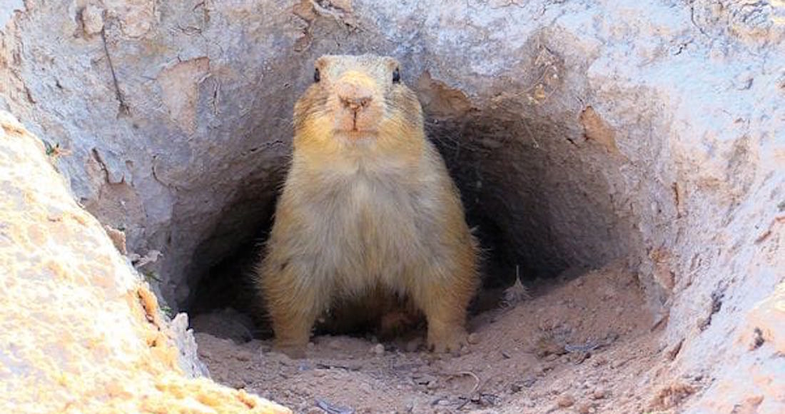 SinEmbargoMX's tweet photo. El “perrito llanero” mexicano actualmente está en peligro de extinción y sin apoyo oficial https://t.co/LgPmCzNDuw https://t.co/KmawVexcQZ