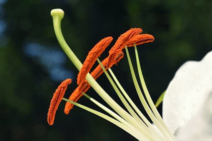 KarynsViewPhoto's tweet photo. Haven't posted in a bit..#frommyyard #flowers #nature #hobby #makesmehappy #Positivelife https://t.co/efDdRUK4NO