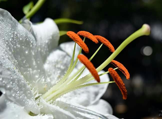 KarynsViewPhoto's tweet photo. Haven't posted in a bit..#frommyyard #flowers #nature #hobby #makesmehappy #Positivelife https://t.co/efDdRUK4NO