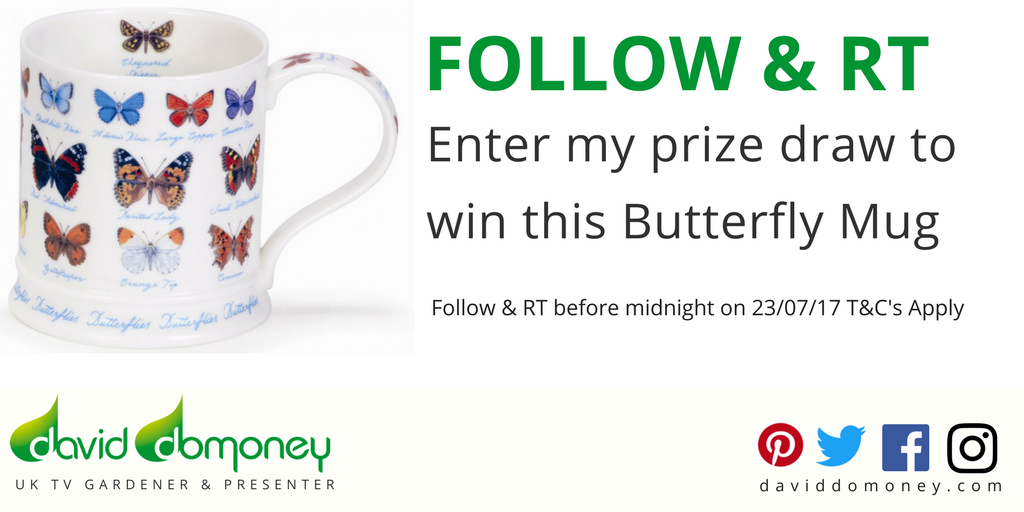 daviddomoney's tweet photo. Follow &amp; RT for a chance to win this butterfly mug. Support @savebutterflies #ButterflyCount T&amp;C's https://t.co/zTaYlXJ8WS  #competition 🦋🦋🦋 https://t.co/CGh7JtSBeb