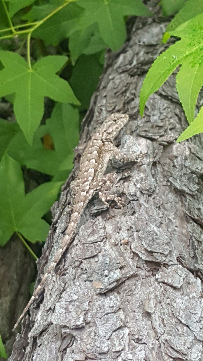 EarthBalanceEco's tweet photo. Check out this Eastern Fence Lizard we spotted while working in Sumter National Forest.  #EarthBalance1 #easternfencelizard #southcarolina https://t.co/0EO4FMlzCY