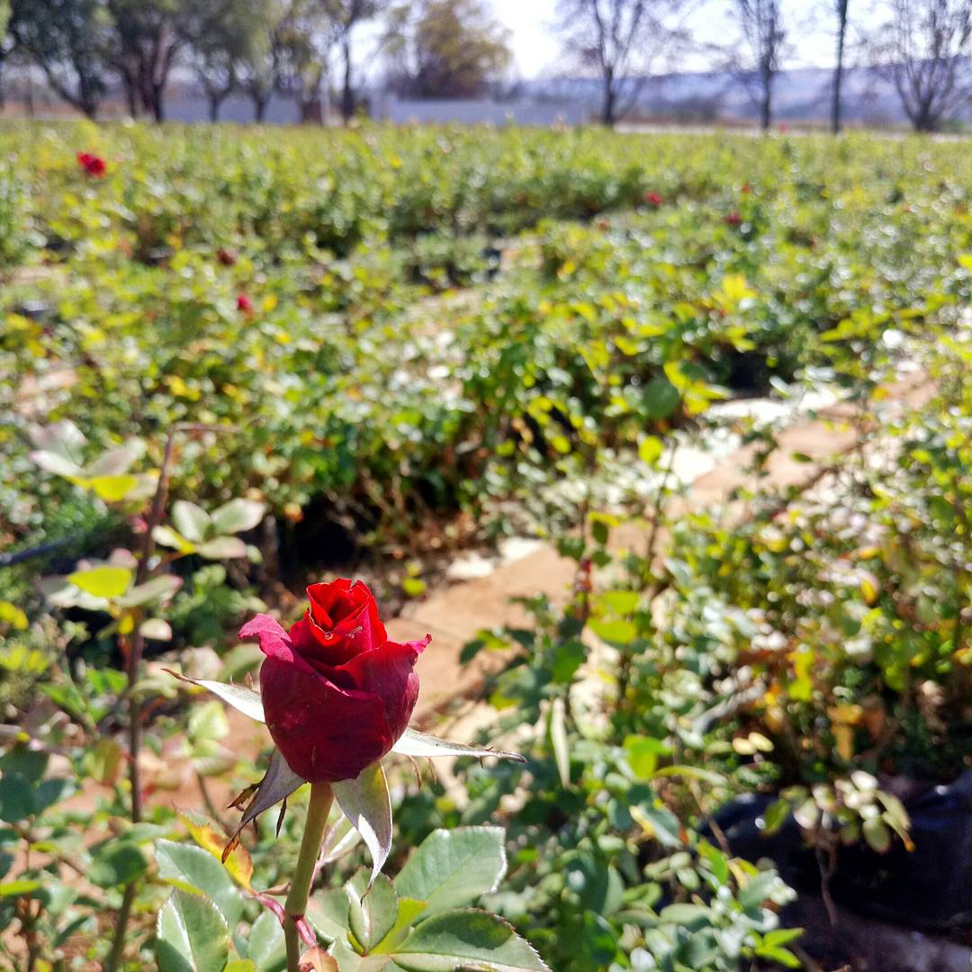 Yovanie's tweet photo. #RoseFarm 🌹 #Roses #Krugersdorp #RosesForDays #Joburg #WinterInJozi #Rose #RedRoses #Scarlet https://t.co/VBIUT1LSYS