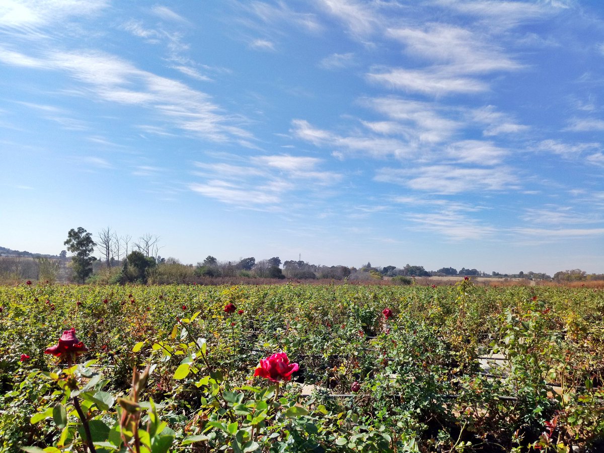 Yovanie's tweet photo. #RoseFarm 🌹 #Roses #Krugersdorp #RosesForDays #Joburg #WinterInJozi #Rose #RedRoses #Scarlet https://t.co/VBIUT1LSYS