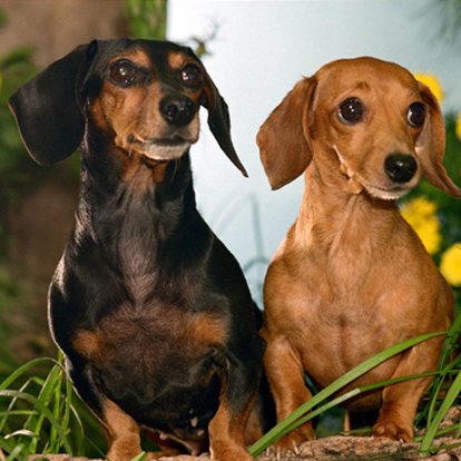 smalldoginfo's tweet photo. https://t.co/WwnDoT4QAW - #Anticat #Antidog #Antikids #Frisky #Highenergy #Loving #Af https://t.co/MqB18OuFgO