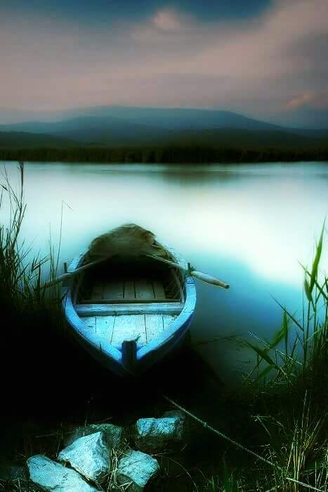 petswithpizzazz's tweet photo. Blue is the color of forgetting. https://t.co/wKGh3bqfQr