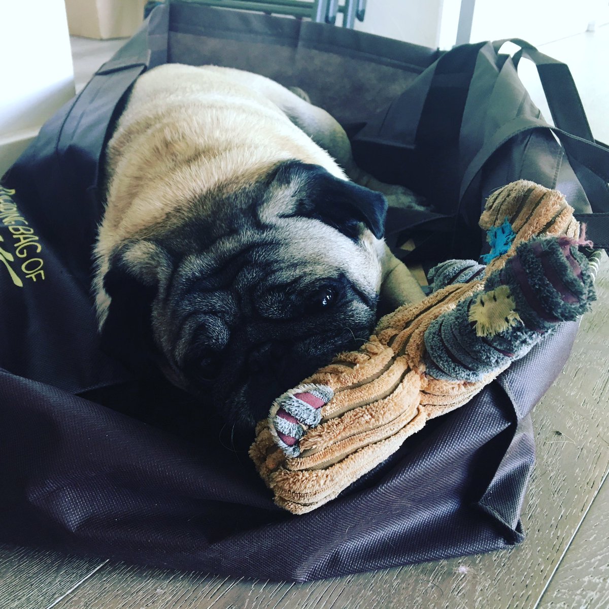jissa2's tweet photo. "My sidekick's been trying to lure me out of the bag w/toys. I won't be duped." @OKBJGM #Chipotle #chipuglediaries #middlepug #lifeofabagpug https://t.co/Bm1DZNHPDb