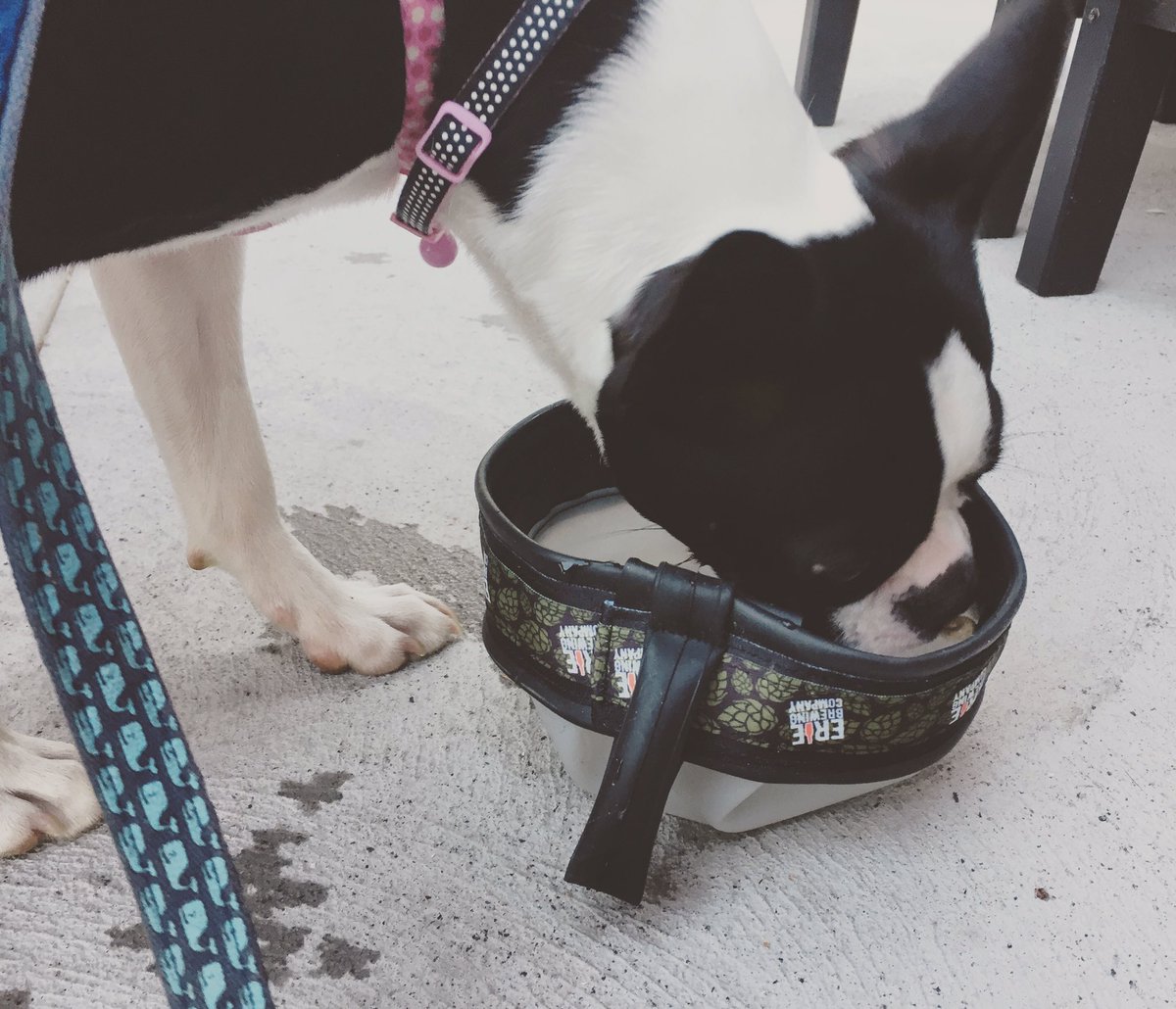 PubAndPie's tweet photo. We love our four-legged friends! πΎπΆπ» (π·: Elliott Ehrenreich) #eriebrewingco #pubandpie #erie #eriegram #patio #dogfriendly #dog #dogapproved https://t.co/rUN1RFLZrD