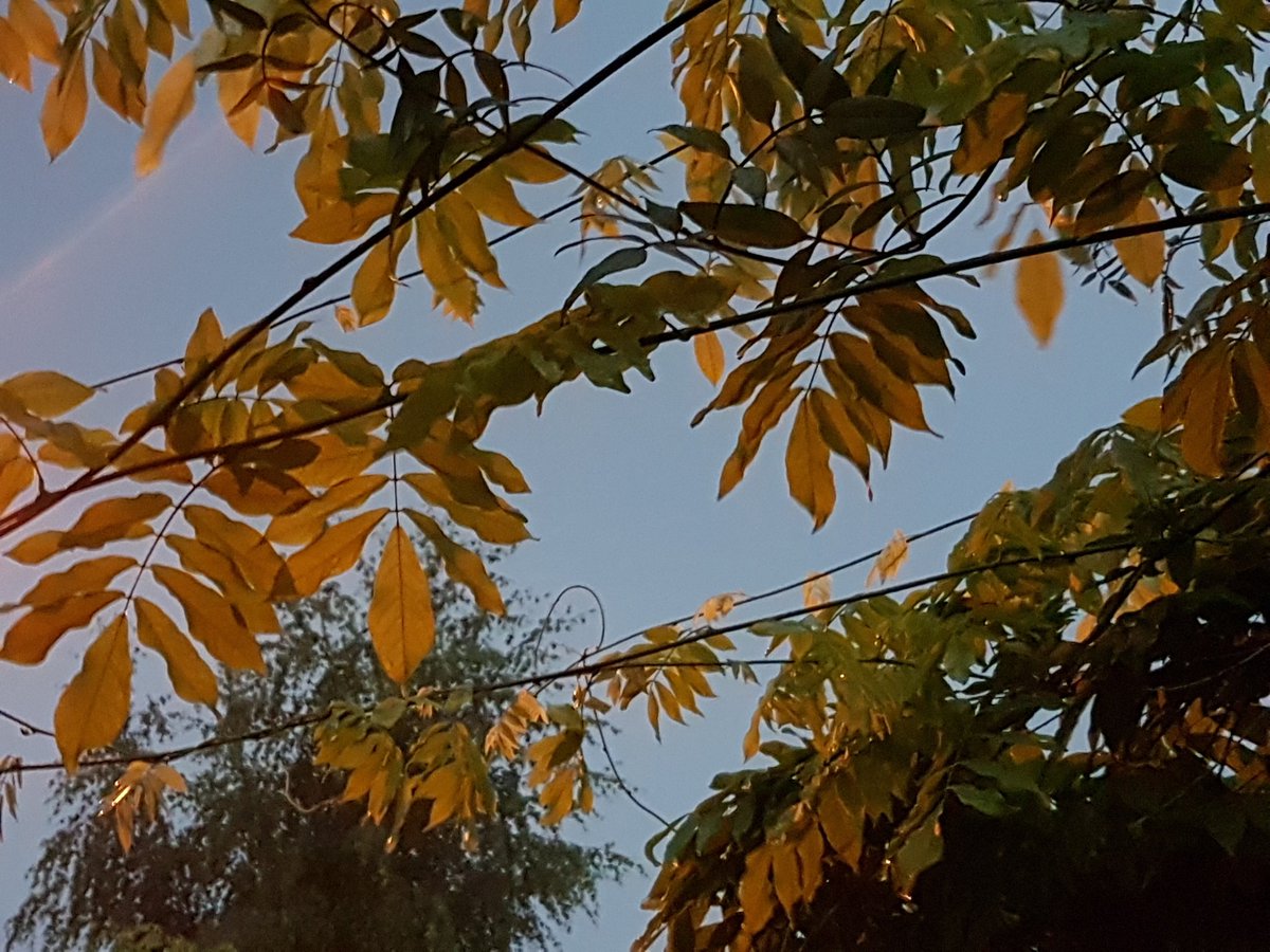 Just a pretty pic before all he'll broke loose last night. #photography #britishsummer