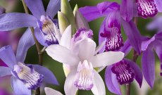 HardyOrchid's tweet photo. 15% off the 4 Bletilla Orchids assortment. Enlight your garden with our very rare hardy #orchids https://t.co/BAoBvnfVtZ https://t.co/abkjGRpm02