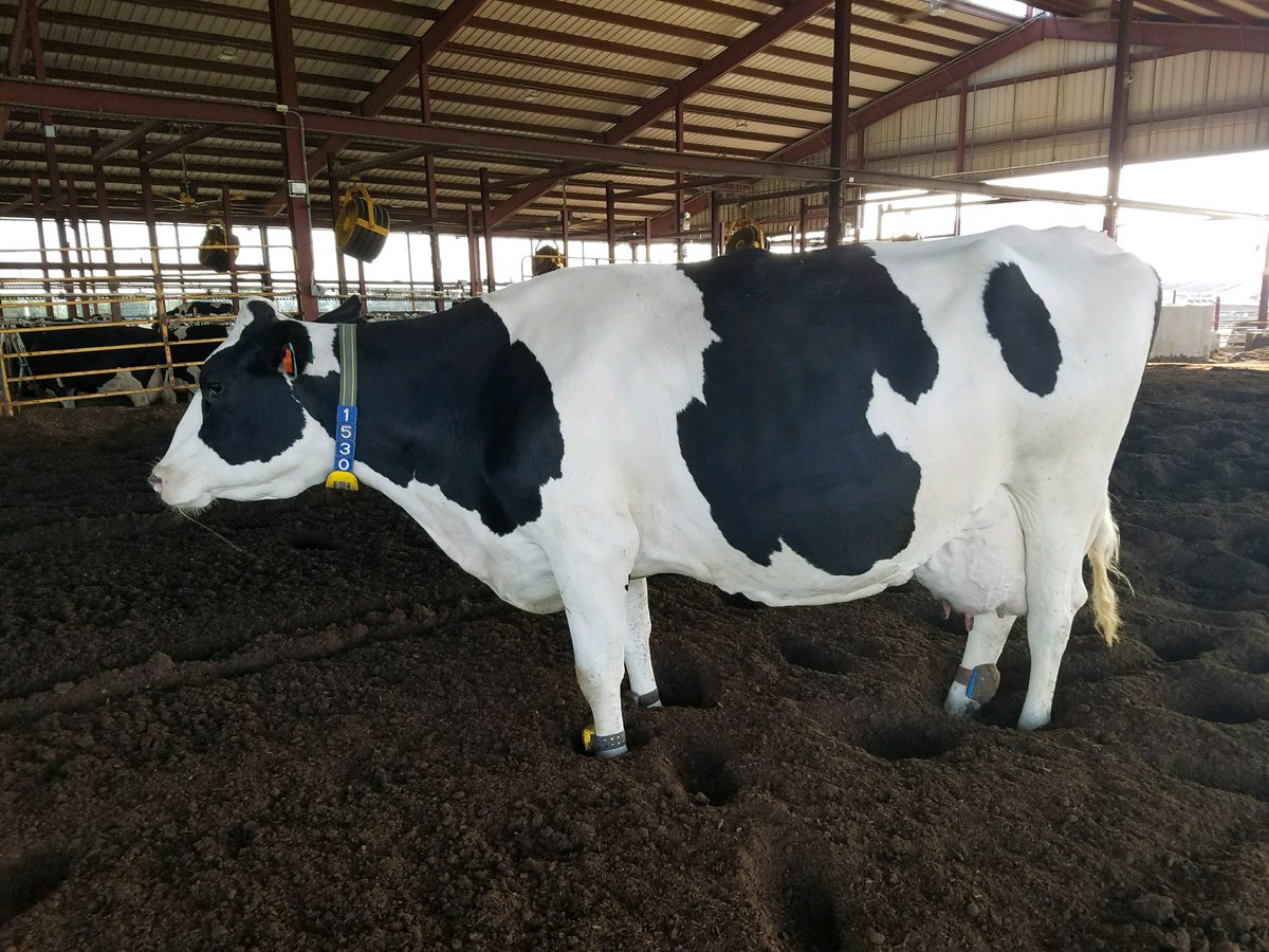 ukdairyscience's tweet photo. WILDCAT WEDNESDAY
Meet UK Lou Magnum Lily! Lily just completed a 305 day lactation with 38914 pounds - one of the best in our herd! https://t.co/SbXebD9V7B