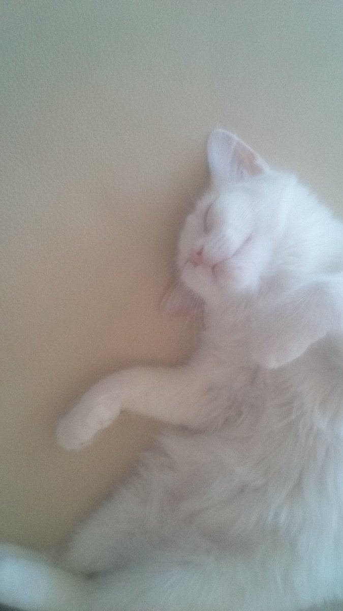 Шепа бял пух и обич 💕 спи до мен