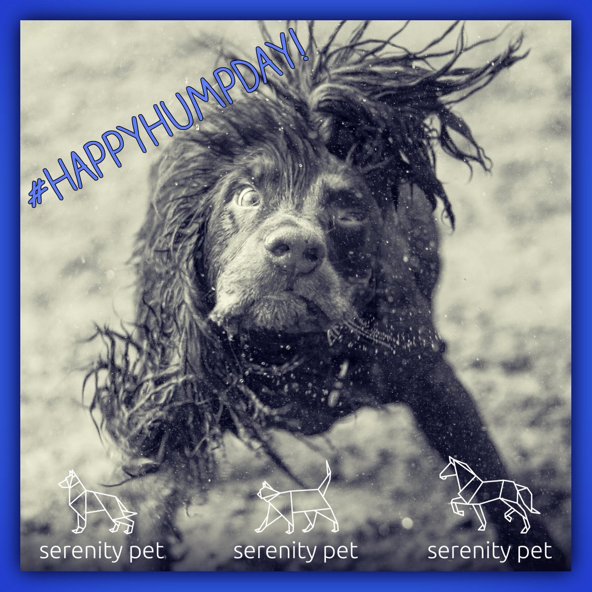 serenitypet's tweet photo. #HappyHumpDay! Prepare for a wet weekend!
Keep your furry ones clean with our towel off pet shampoo! NOW ON SALE!
https://t.co/pFCEuA40jx https://t.co/iK2yfh0yhO