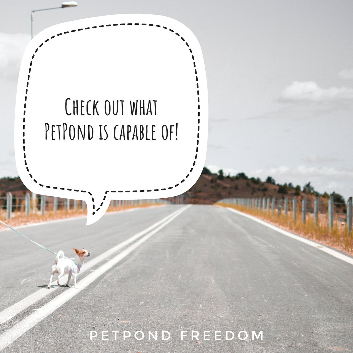 PetPond's tweet photo. Grow, expand and have fun running your pet business! #petsoftware #bookingsoftware #dogdaycare  #dogboarding #doghotel #dogsoftwitter https://t.co/KYQMKwjywS