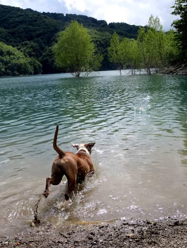 #WaWDog #Centro Cinofilo #Ovada #giornateacquaticita #21e22luglio #piscine #giochi acquatici  #splash #antochecaldo #dogs