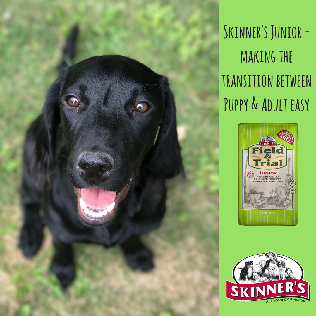 Skinnersdogfood's tweet photo. Skinner's Junior helps make the transition between Puppy &amp; Adult easy. Find out more on our website : https://t.co/IRRFYrdQOw https://t.co/KGUGNXtzIC