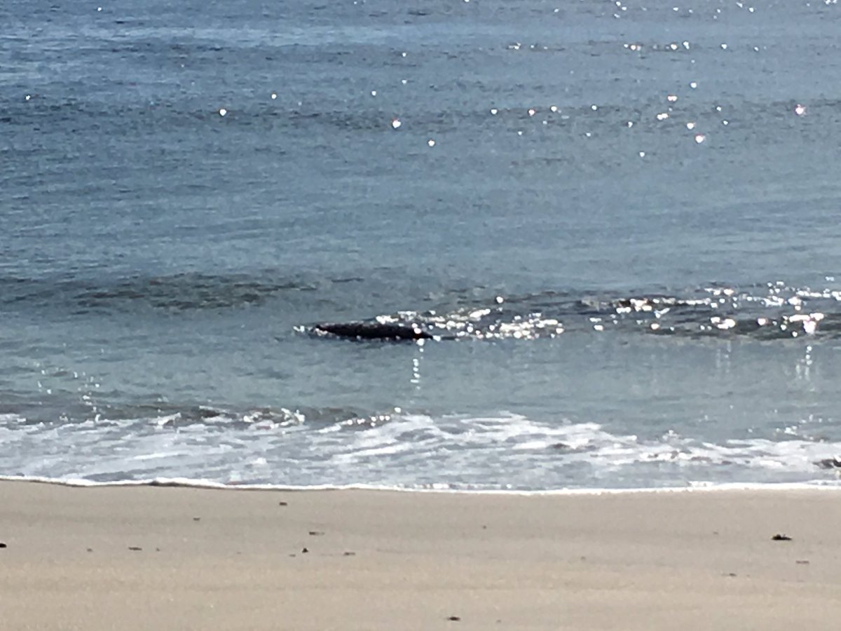stonemms's tweet photo. Day 3 and we're at the Sebastian Inlet for some activities! Bonus Manatee sighting when we walked up! @GEGirlsTeam #GEGirls@FIT #STEAM https://t.co/RdUzfkx4gs