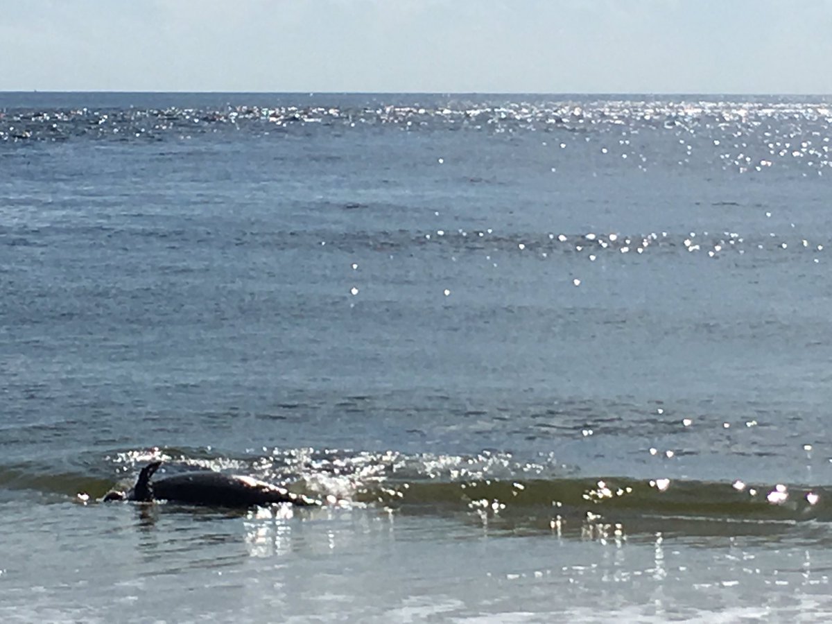 stonemms's tweet photo. Day 3 and we're at the Sebastian Inlet for some activities! Bonus Manatee sighting when we walked up! @GEGirlsTeam #GEGirls@FIT #STEAM https://t.co/RdUzfkx4gs