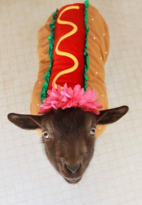 LikeGoatsDaily's tweet photo. Who wore it better? https://t.co/VsA0hdGj6k