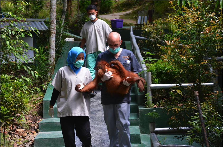vygonuk's tweet photo. This month, #VygonVet has sent further supplies to Orang-utan Veterinary Aid #OVAID in Sumatra. Full story here https://t.co/R8wjMtL9pM https://t.co/e8LiuGJKhj