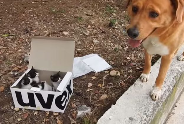 miaoubox's tweet photo. Aragon est un véritable héros : ce chien a sauvé 4 chatons abandonnés dans une boîte en carton 😼 🐶https://t.co/3KAXvs5PNq https://t.co/ey7sIdplaR