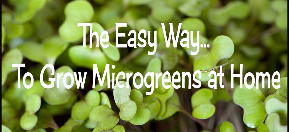 EnRootProducts's tweet photo. #microgreens #growyourown GreenEase Jute Seed Pads!  OMRI approved for organic use! #grow https://t.co/Qx84icF28m https://t.co/7DMETWhF3a