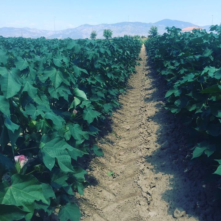 #cotton field #xanthi Εφαρμογές novatec 40 -basfoliar Aktiv