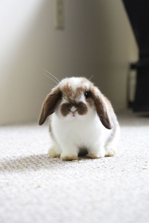 HABRITweets's tweet image. Life with pets means some bunny will always love you. #PetsAddLife