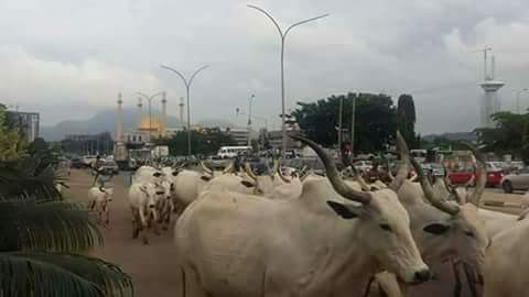 emmaokaaor18's tweet photo. UNITED NATIONS EUROPEAN UNION UNITED STATES O.A.U  SAVE BIAFRA CHILDREN FROM THIS EVIL NATION CALL NIGERIA LOOK AT FEDERER ROAD IN BIAFRA https://t.co/8C4t4Teorc