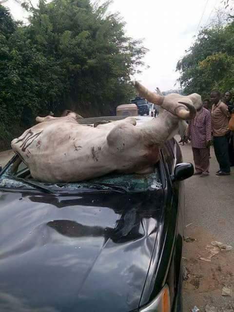 emmaokaaor18's tweet photo. UNITED NATIONS EUROPEAN UNION UNITED STATES O.A.U  SAVE BIAFRA CHILDREN FROM THIS EVIL NATION CALL NIGERIA LOOK AT FEDERER ROAD IN BIAFRA https://t.co/8C4t4Teorc
