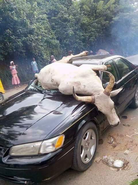 emmaokaaor18's tweet photo. UNITED NATIONS EUROPEAN UNION UNITED STATES O.A.U  SAVE BIAFRA CHILDREN FROM THIS EVIL NATION CALL NIGERIA LOOK AT FEDERER ROAD IN BIAFRA https://t.co/8C4t4Teorc