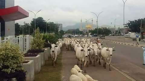 emmaokaaor18's tweet photo. UNITED NATIONS EUROPEAN UNION UNITED STATES O.A.U  SAVE BIAFRA CHILDREN FROM THIS EVIL NATION CALL NIGERIA LOOK AT FEDERER ROAD IN BIAFRA https://t.co/8C4t4Teorc