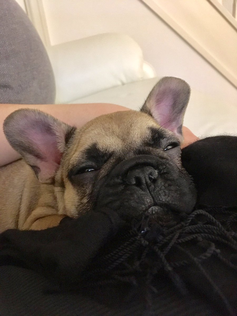 kikostott1's tweet photo. Chilling. #theo #sofasnoozing https://t.co/VuZUolRUix