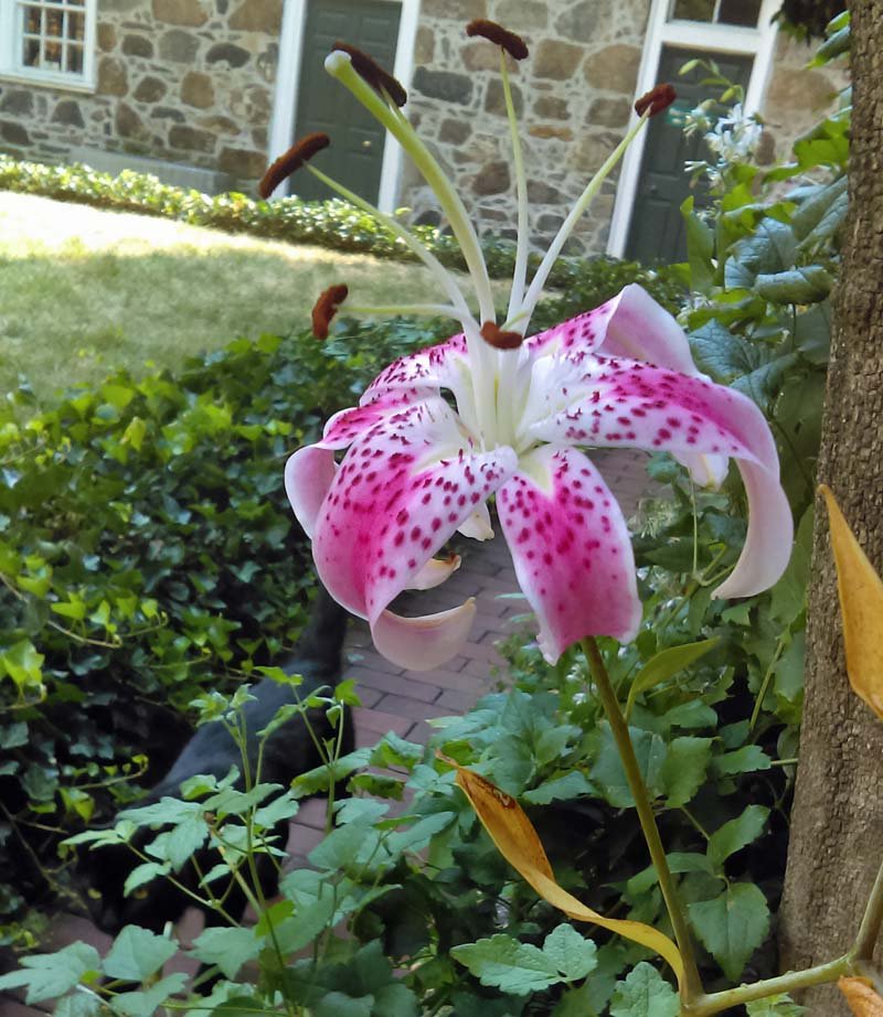 Edgar the #PoeMuseumCat strolling through the #flowers in the #PoeMuseum #RVA's Enchanted Garden. #RVAgardentrail