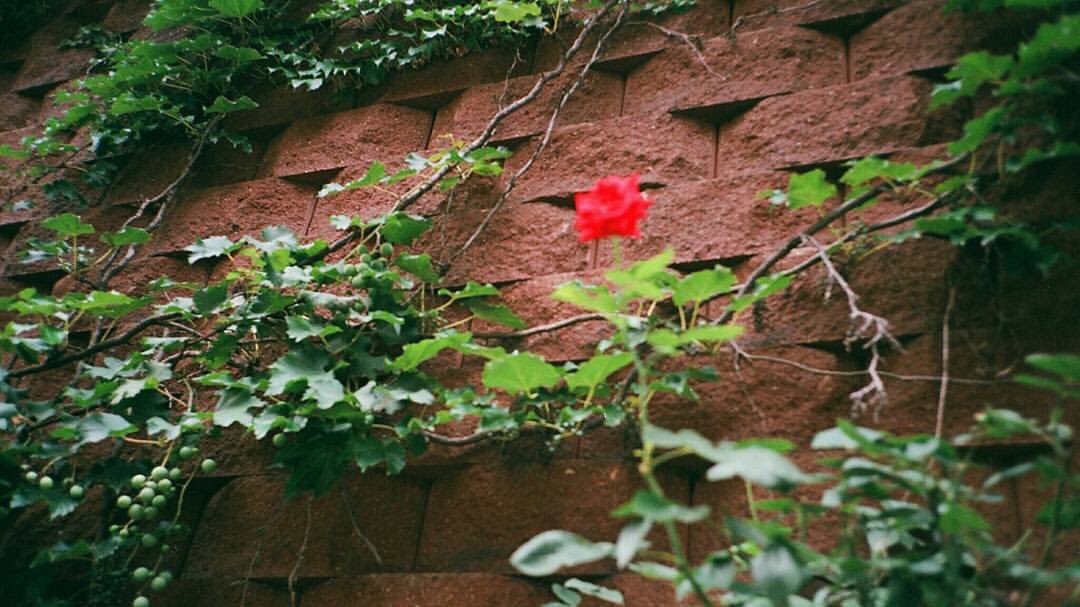 unitedtoppklass's tweet photo. [IG] 170719 SANGDO
#한송이 #꽃 

[TRANS] #ASingle #Rose https://t.co/esg6hk5oKa