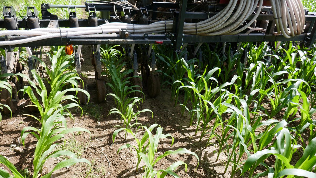 DawnBIOLOGIC's tweet image. 8 days separate the pictures. #Interseeding #DuoSeed 

DuoSeed opener makes a very effective and low cost drill and applicator