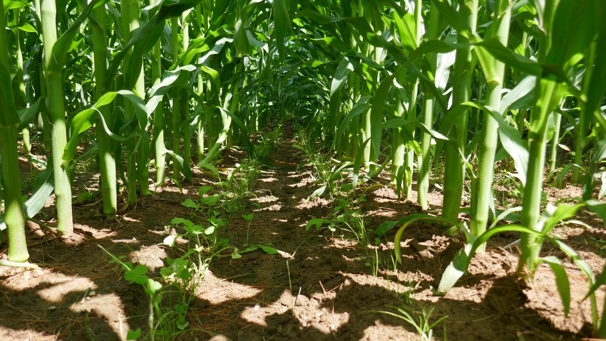 DawnBIOLOGIC's tweet image. 8 days separate the pictures. #Interseeding #DuoSeed 

DuoSeed opener makes a very effective and low cost drill and applicator