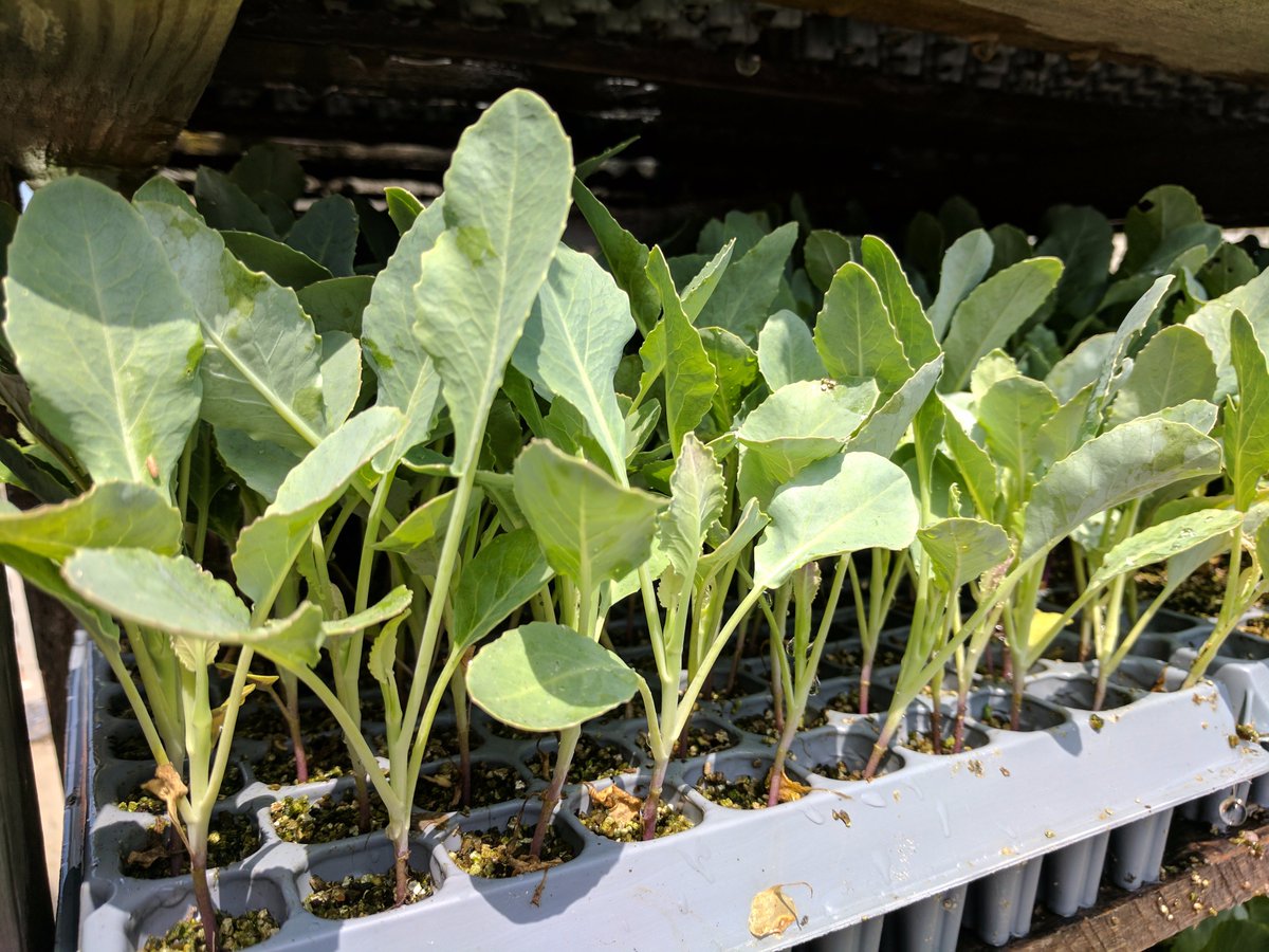 fiferorchards's tweet photo. Cauliflower and Kale are now being planted for Fall harvest! #fallpreparations https://t.co/OQxCqobkyk