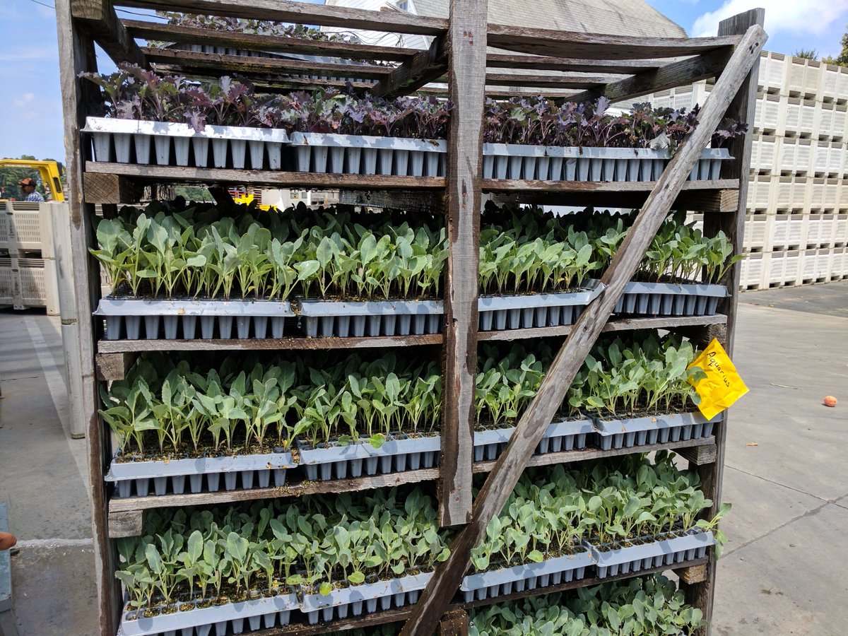 fiferorchards's tweet photo. Cauliflower and Kale are now being planted for Fall harvest! #fallpreparations https://t.co/OQxCqobkyk