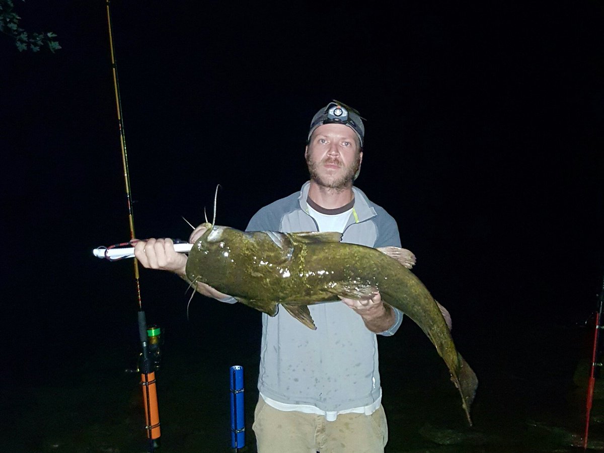 Hit a new spot last night, caught this 18.5 and a few smaller ones. Not terrible for the first time. #fishing #flathead #catfish
