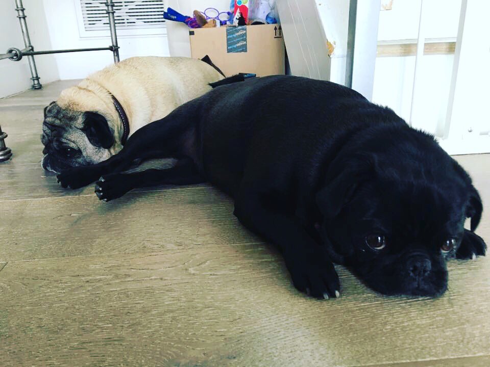 jissa2's tweet photo. If you can't beat 'em join'em! @ChipotleTweets #lifeofabagpug #chipotle #chipugle #chipuglediaries #bagpug #pug #puglife #middlepugs https://t.co/Wxf1rUJWL6