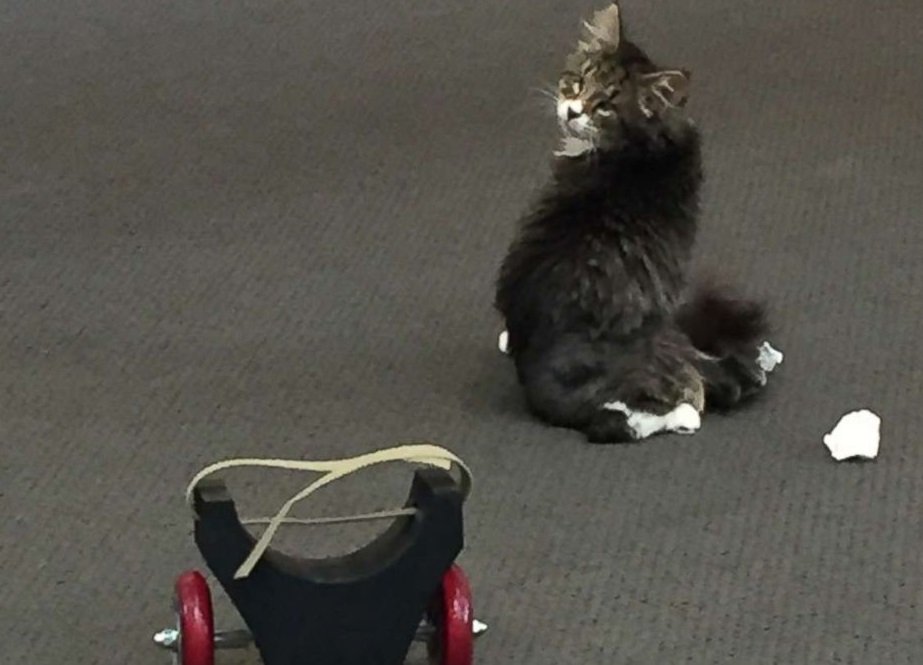 Under the GUI tweet media