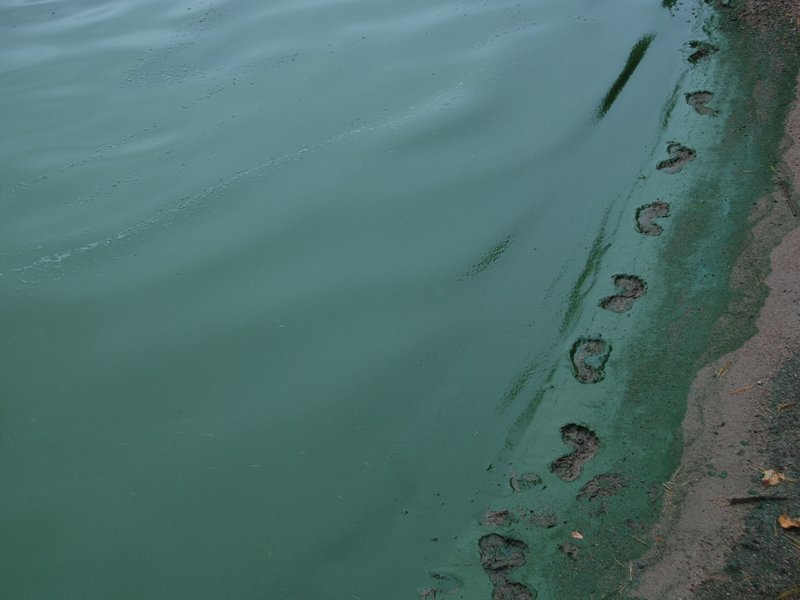 Hot Weather Leads To Algae Blooms dlvr.it/PWspJH https://t.co/o0T98J2su2