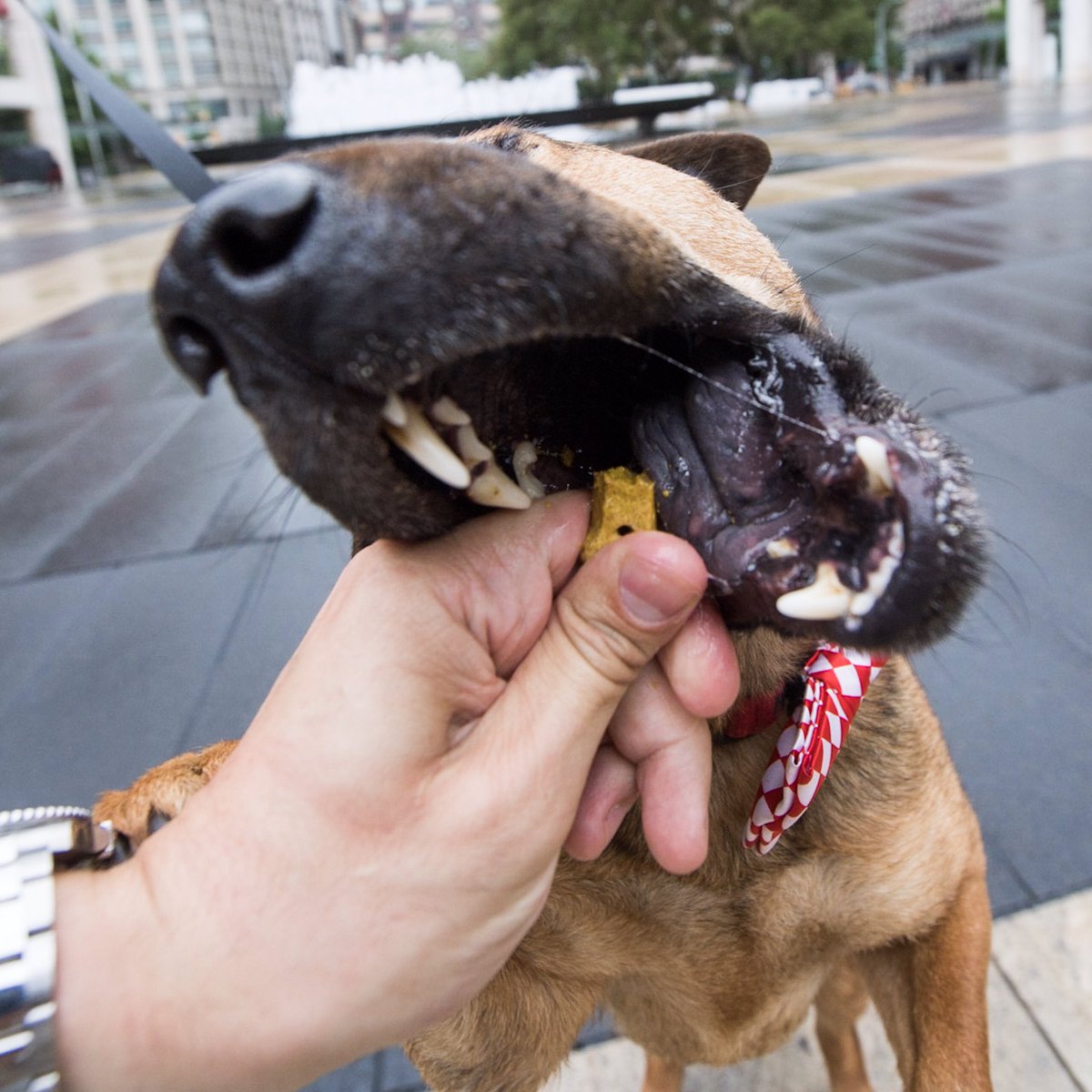 thedogist tweet picture