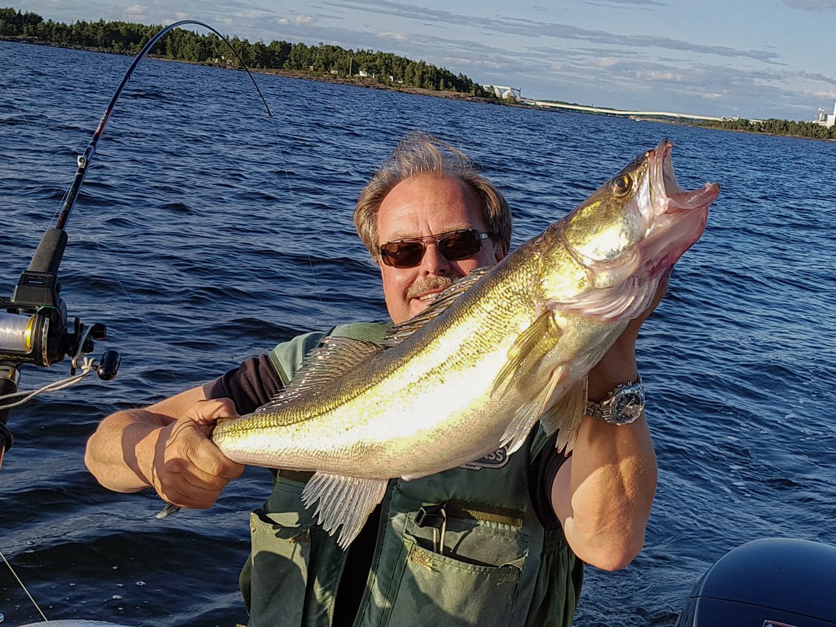Strandmannen's tweet image. 80 centimeter gös glänste som guld i kvällssolen.
