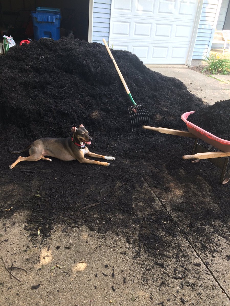 1334MLV's tweet image. @whippetmix is working hard today!