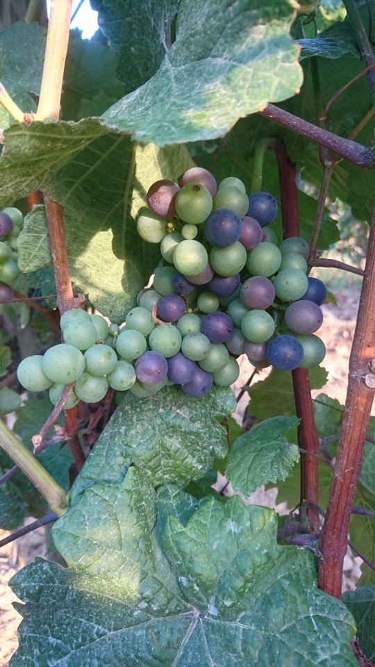 Il semblerait que l'on soit parti pour des vendanges précoces... On croise les doigts ! 🍇