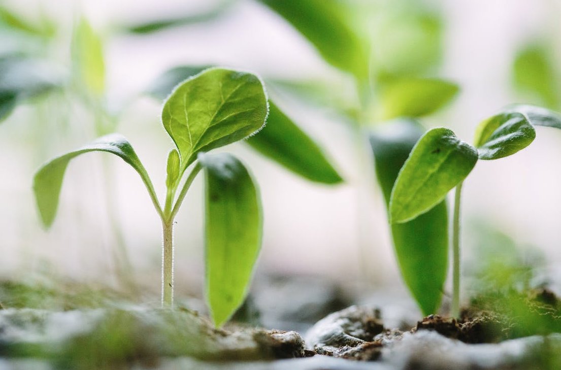 No pesticides, no chemicals. We use only what #mothernature gave us to grow our #organic veggies, microgreens, preserves, + teas.