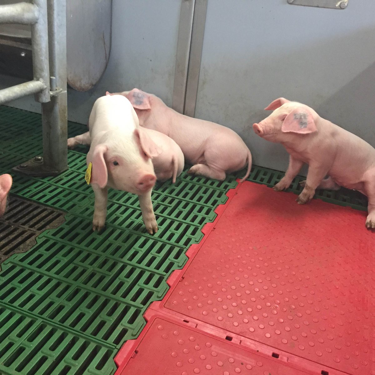 FarmingConnect's tweet photo. At our Glynllifon Innovation Site selecting piglets for the second phase of the Improvac project #demonetwork https://t.co/uTFkFErg0h https://t.co/LC8d5ZK3Kk